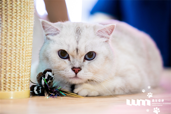 大唐娱乐官网-不凡成绩非凡,相信品牌的实力