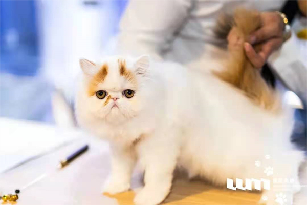 大唐娱乐官网-不凡成绩非凡,相信品牌的实力