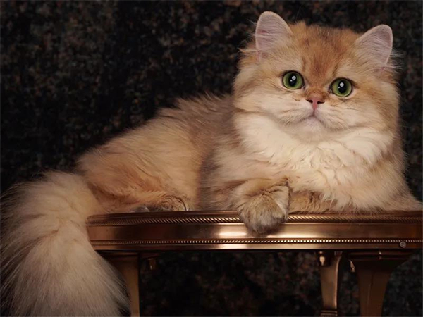 大唐娱乐官网-不凡成绩非凡,相信品牌的实力