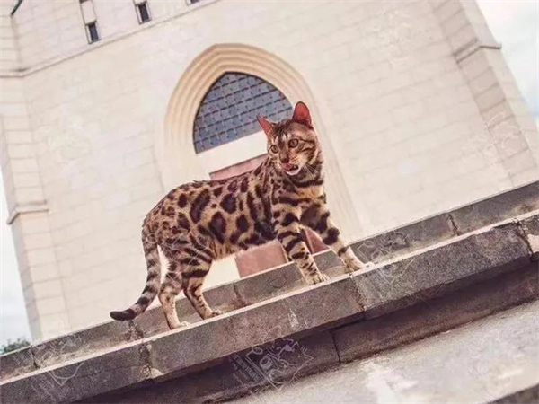 大唐娱乐官网-不凡成绩非凡,相信品牌的实力