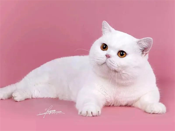 大唐娱乐官网-不凡成绩非凡,相信品牌的实力