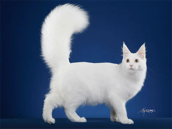 大唐娱乐官网-不凡成绩非凡,相信品牌的实力