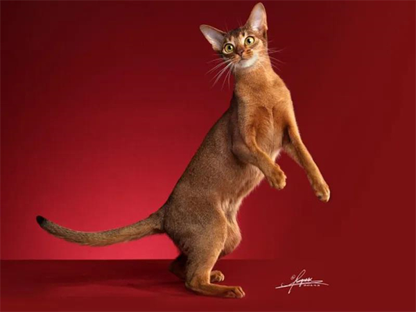 大唐娱乐官网-不凡成绩非凡,相信品牌的实力